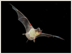 Mr. Gundlach and the Bat Hero, or a Fat Scaredy Cat, by Ashley